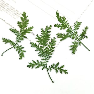 Feuilles pressées,10 pcs/paquet,Feuilles séchées pressées,Verdure d'Artemisia stelleriana pressée,Fleurs pressées,Feuilles plates sèches préservées,Feuille séchée