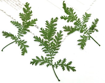 Pressed leaf,10 pcs/Pack,Pressed Dried Leaves,Pressed Greenery Artemisia stelleriana,Pressed Flower,Preserved Dry Flat Leaves,Dried leaf