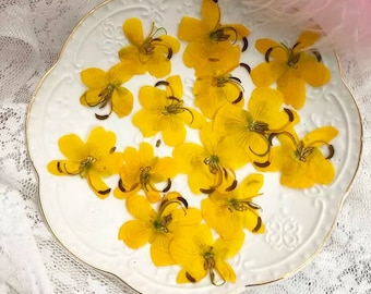 Pressed flowers,6 pcs Pressed flowers,Orange yellow Cassia seed flower,Pressed Flat Dried Flowers Preserved Flat Wildflower （3-5cm)