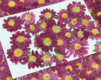 May include: A collection of dried, pressed flowers in shades of deep magenta and pink, with bright yellow centers. The flowers are arranged on a white surface, creating a visually appealing floral display. The petals are delicate and well-preserved.