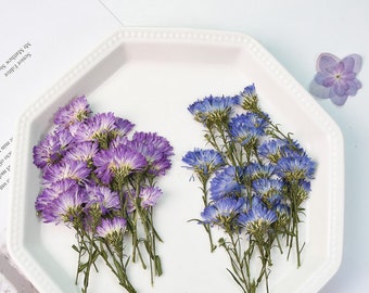 Pressed flowers,Purple Dried Pressed New York Aster,Flowers 6 pcs/Pack, Purple Dry Flowers,Dried Flowers,Pressed Flat Flowers Aster