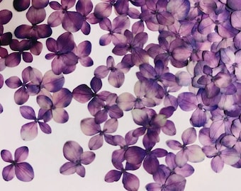 12pcs Purple Pressed Hydrangea Flowers: Dried Flat Wildflower (1-1.5cm)