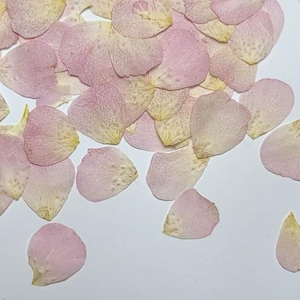 Pressed flowers,Light Pink petal Pressed Flowers,20 pcs/Pack,pink Rose petal Dried Flowers,Pressed Flat Flowers,Dried Flowers petal