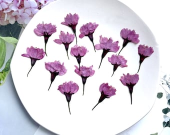 Geperste bloemen, 12 stuks/pak, paarse kersenbloesemknop, geperste droge bloemen, geperste platte gedroogde bloem Geconserveerde platte bloem, gedroogde bloem