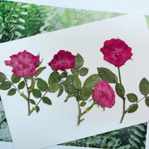 Pressed Rose, 24PCS Natural Rose For Resin Scrapbook Candle Soap Making
