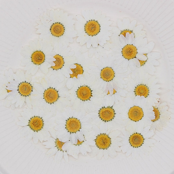 Pressed flowers,feverfew Pressed Flowers,12 pcs/Pack,Chrysanthemum,white Dried Flowers,Pressed Flat Flowers,Dried Flowers