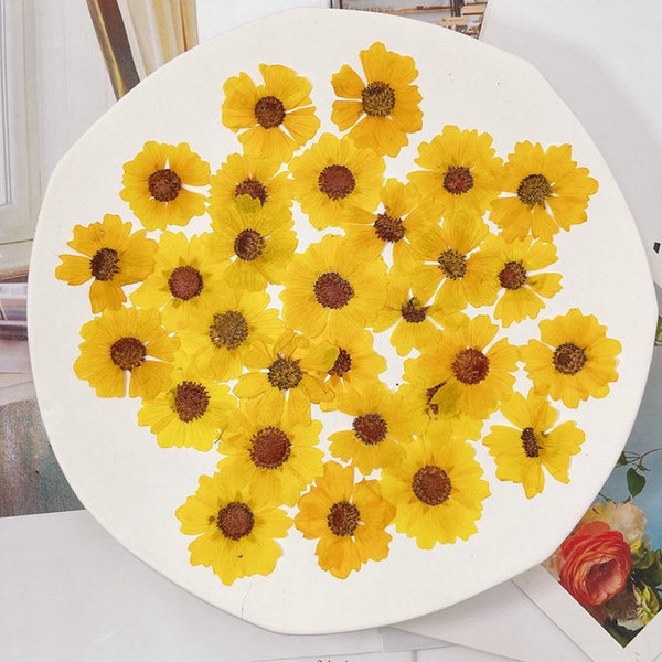 Fleurs pressées,Fleurs jaunes pressées,12 PCS/paquet fleurs jaunes séchées stabilisées,Jaune Sanvitalia procumbens, Fleurs séchées fleurs sauvages plates