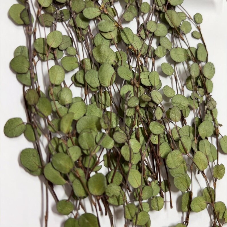Pu&ograve; includere: Un mazzo di foglie verdi secche con steli, perfetto per l'artigianato o gli arrangiamenti floreali.