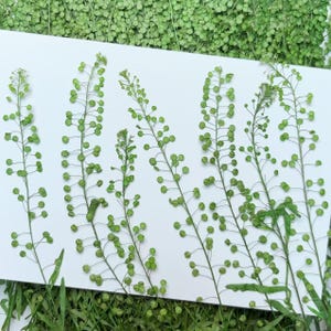 May include: A white background with five sprigs of green plants with small round seed pods. The plants are arranged in a vertical line.