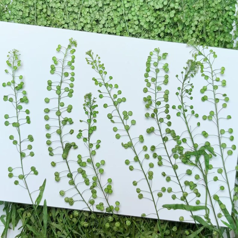 May include: A white background with five sprigs of green plants with small round seed pods. The plants are arranged in a vertical line.