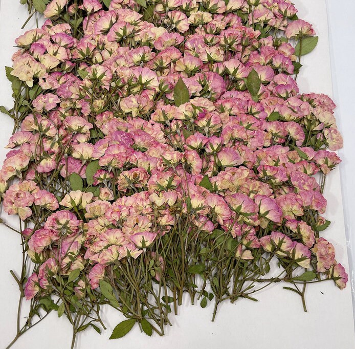 Pressed Flowers,12 PCS Pink Small Pressed Dried Roses, Dried Rose ...