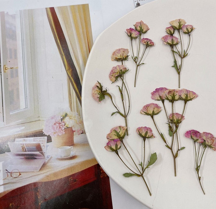 Pressed Flowers,12 PCS Pink Small Pressed Dried Roses, Dried Rose ...