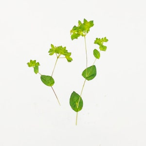 Feuilles pressées, 6 pcs/paquet, tiges de feuilles séchées pressées, herbe d'oreille de lapin séchée et pressée, fleurs pressées, feuilles plates sèches préservées