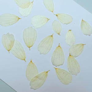 Pressed flowers, white galsang petal Pressed flowers,20 pcs Off white petal ,Pressed Flat Dried Flowers Preserved Flat Wildflower