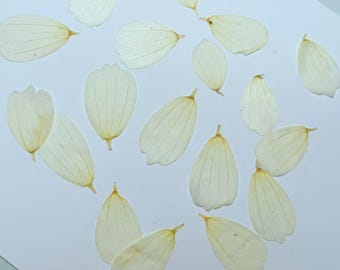 Pressed beige Galsang Flowers: Dried Wildflower Petals, Resin Crafts 10pcs
