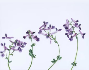 Purple Pressed Flowers: 12pcs Craft Supply Pack