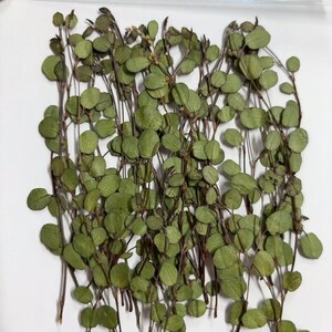 Pu&ograve; includere: Un mazzo di foglie verdi secche con forma rotonda, disposte su una superficie bianca. Le foglie sono su steli sottili e hanno un aspetto naturale e secco.