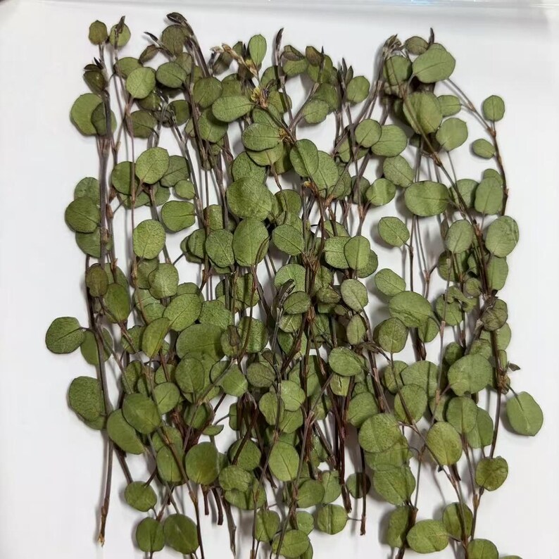 Pu&ograve; includere: Un mazzo di foglie verdi secche con forma rotonda, disposte su una superficie bianca. Le foglie sono su steli sottili e hanno un aspetto naturale e secco.