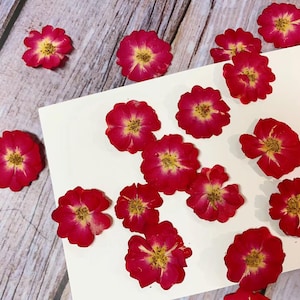 Pressed flowers,8 pcs/Pack,Red rose,Real Pressed Dry Flowers Pressed Flat Flowers Pressed Dried Red  Petals Real Dry Red  Flowers
