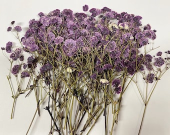 Purple Pressed Baby's Breath Flowers - Dried Floral Stems (12PCS/Pack)