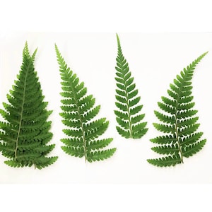Folhas prensadas, 12 unidades/pacote, folhas secas prensadas, samambaia seca de vegetação prensada, flor prensada, folhas planas secas preservadas, folhas de folhagem seca