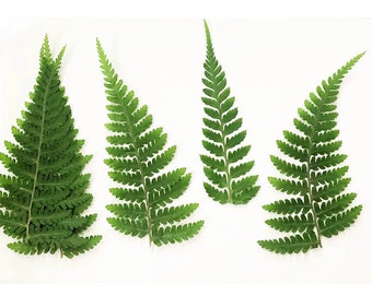 Foglie pressate, 12 pezzi / confezione, foglie secche pressate, felce secca verde pressata, fiore pressato, foglie piatte secche conservate, foglie di fogliame essiccate