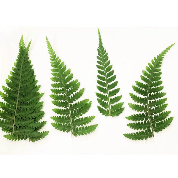 Pressed Leaves,12 pcs/Pack,Pressed Dried Leaves,Pressed Greenery Dried Fern,Pressed Flower,Preserved Dry Flat Leaves,Dried Foliage Leaves