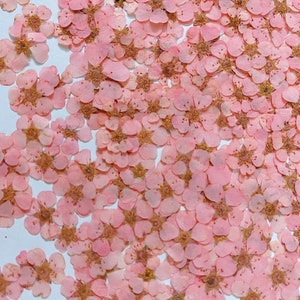 Pressed flowers,Set of 100 pcs,Light pink Real Pressed dry Flowers,Pink small dried flowers,Pressed Flat Dried Flowers Preserved Flat flower