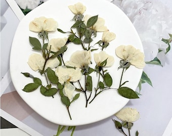 Pressed flowers,white Rose Pressed Flowers 6 pcs/Pack, Dry Flowers,white rose,Pressed Dry Flower,Pressed Flat Flowers,Dried  Flowers