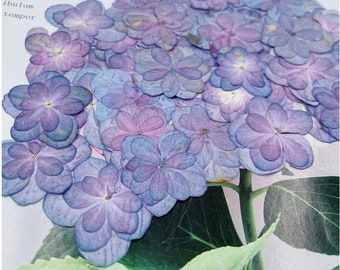 Pressed flowers,Blue Purple Dried Pressed Hydrangea Flowers 6 pcs/Pack, Blue Purple Dry Flowers,Dried Flowers,Pressed Flat Flowers Hydrangea