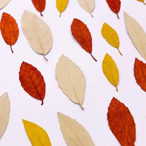 May include: A collection of dried leaves in shades of red, yellow, and cream are scattered on a white background. The leaves have visible veins and textured surfaces. The autumnal colours create a natural theme. The image is an overhead shot.