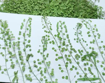 Pressed Leaves,12 pcs/Pack,Pressed Dried Leaves,Pressed Greenery Dried garden cress,Pressed Flower,Preserved Dry Flat Leaves,Dried Leaves