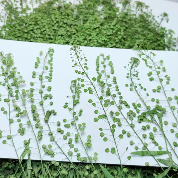 Pressed Leaves,12 pcs/Pack,Pressed Dried Leaves,Pressed Greenery Dried garden cress,Pressed Flower,Preserved Dry Flat Leaves,Dried Leaves