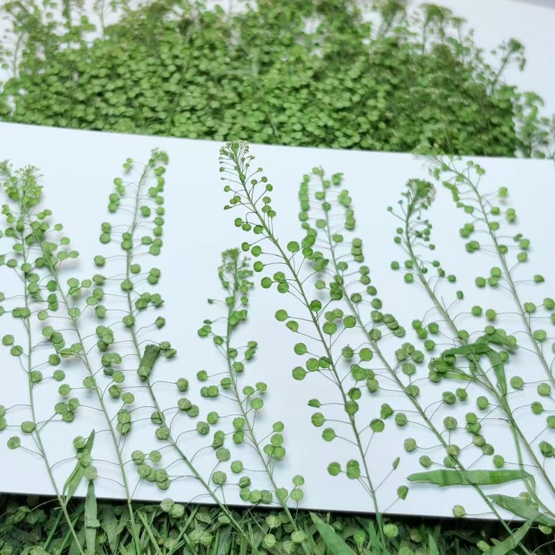 May include: A collection of dried green plant stems with small round seed pods. The stems are arranged on a white background.