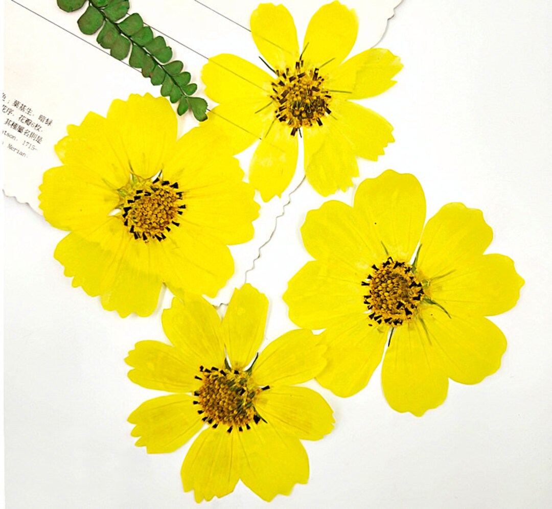 Yellow Pressed Flowers,pressed Flowers,6 Pcs Large Galsang Flower ...