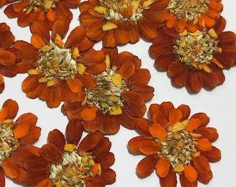 Orange Double petaled chrysanthemum Pressed Flowers - 6 pcs Dried Flat Flowers