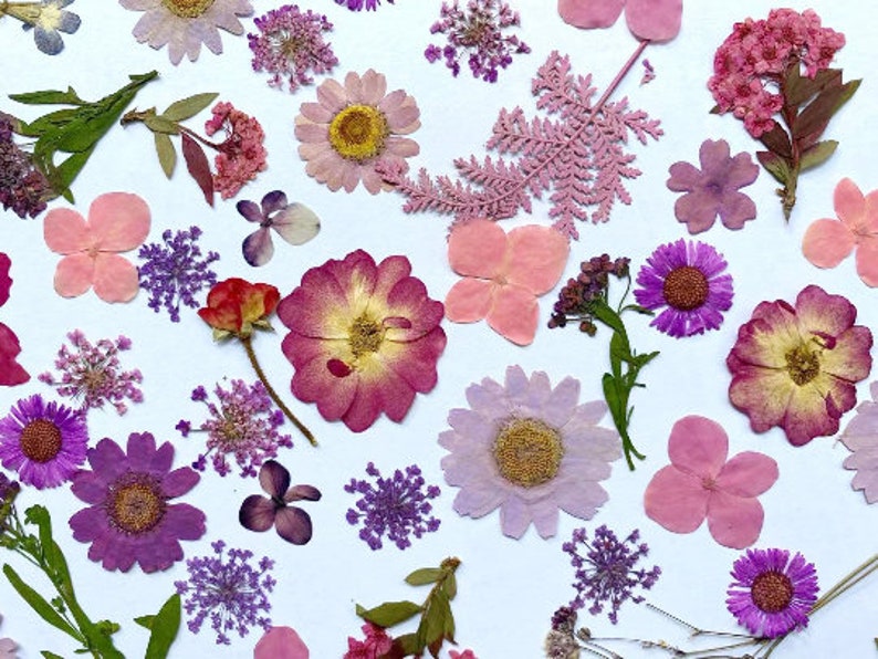 Pressed flowers, pink Pressed flowers,100 PCS Set pink mixed pack,Pressed Dried Flowers,pink dry flowers image 8