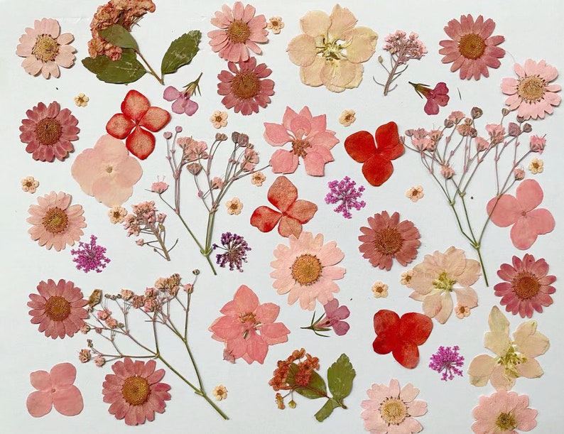 Pressed flowers, pink Pressed flowers,100 PCS Set pink mixed pack,Pressed Dried Flowers,pink dry flowers image 2