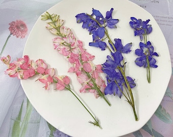 Pressed flowers,Consolida ajacis Pressed Flowers 6 pcs/Pack,Dry Flowers,pink purple Dried Flower,Red Flat Flower Stems,Dried Flowers