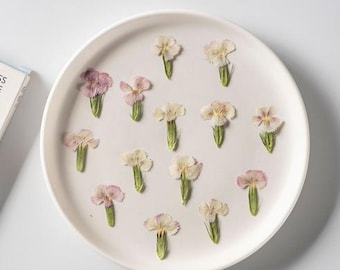 Natural colored  Pressed Flowers (12 pcs) - Dried Dianthus chinensis flowers