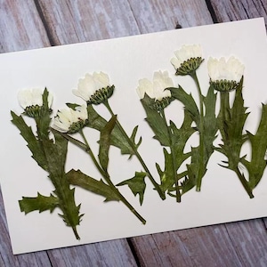 Pressed flowers,White Pressed Flowers 10 pcs/Pack,Dried Flower Stems Dry white chrysanthemum,white Flowers,white Dried Flowers