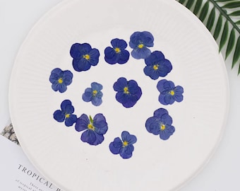 Pressed flowers12 pcs/Pack,Pressed flowers,purple Beige violets,dry Flowers,Pressed Flat Dried Flowers,Preserved Flat Wildflower