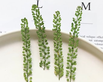 Foglie pressate, 12 pezzi/confezione, foglie essiccate pressate, verde pressato, felce essiccata, fiori pressati, foglie piatte secche conservate, foglie di fogliame essiccate