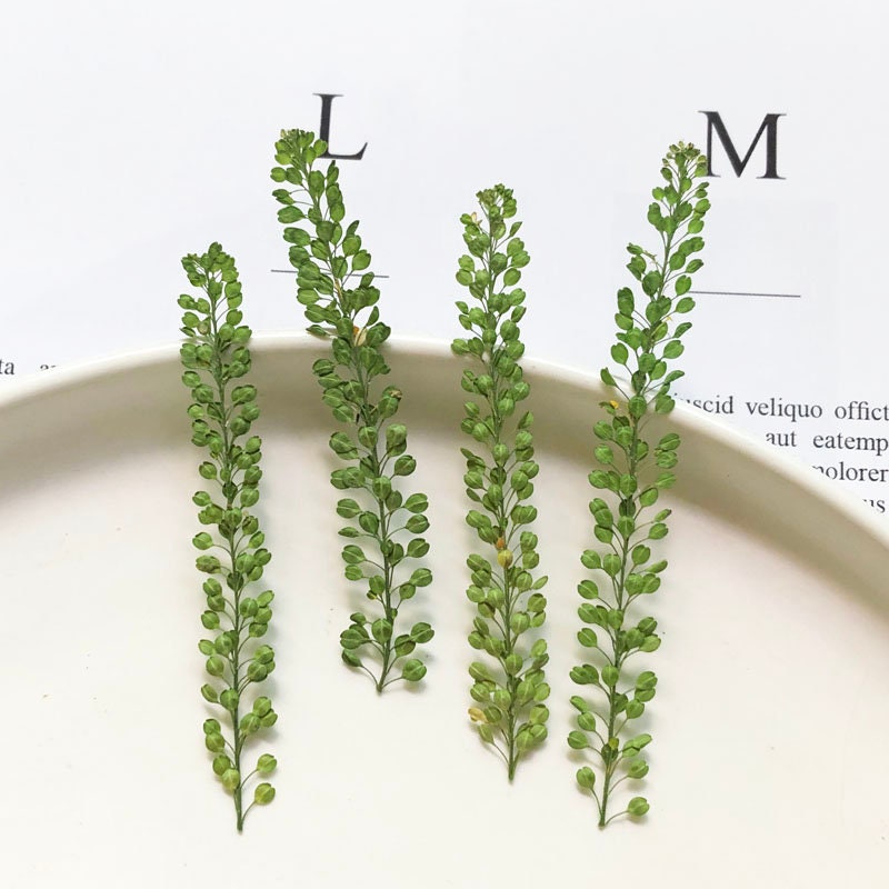 Pressed Leaves,12 pcs/Pack,Pressed Dried Leaves,Pressed Greenery Dried Fern,Pressed Flower,Preserved Dry Flat Leaves,Dried Foliage Leaves