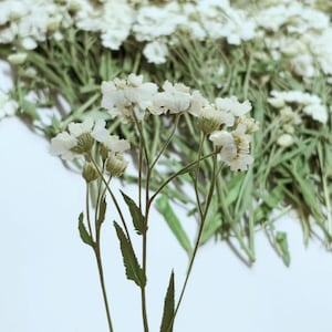 May include: Close-up of white dried flowers with green stems and leaves. The flowers have small, clustered blooms. A bundle of similar flowers is in the background, creating a soft, natural aesthetic. The image is set against a white background.