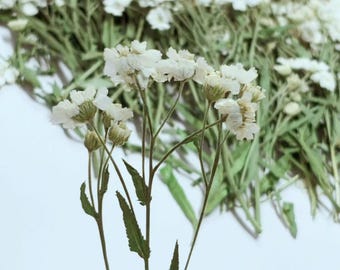 White Dried Pressed Flowers，white daisy Dried Pressed Flowers stem 10pcs/pack ,Wedding Invitation Decor