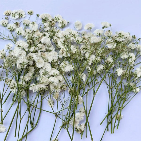 Geperste bloemen, 20PCS/Pack, Droog geconserveerde bruiloft bloemen invitaion, witte baby's adem gedroogde geperste bloemen, wit gedroogde echte platte bloemen