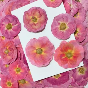 Pressed flowers,Rose Pink Pressed Flowers,6 pcs/Pack,Dark Pink Rose Dried Flowers,Pressed Flat Flowers,Dried Flowers(4-7cm)