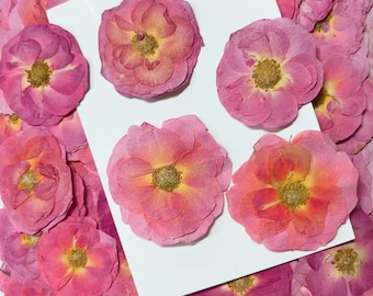 Pressed flowers,Rose Pink Pressed Flowers,6 pcs/Pack,Dark Pink Rose Dried Flowers,Pressed Flat Flowers,Dried Flowers(4-7cm)