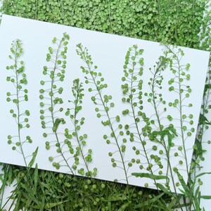 May include: Five sprigs of dried green foliage with small round seed pods arranged on a white background.